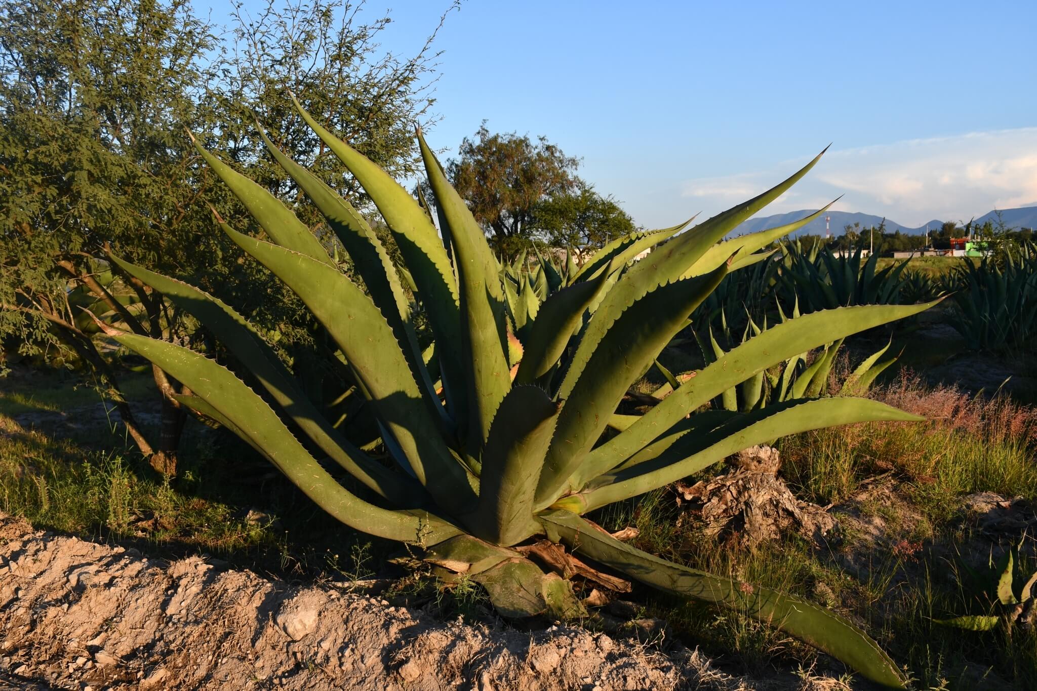 Agave salmiana